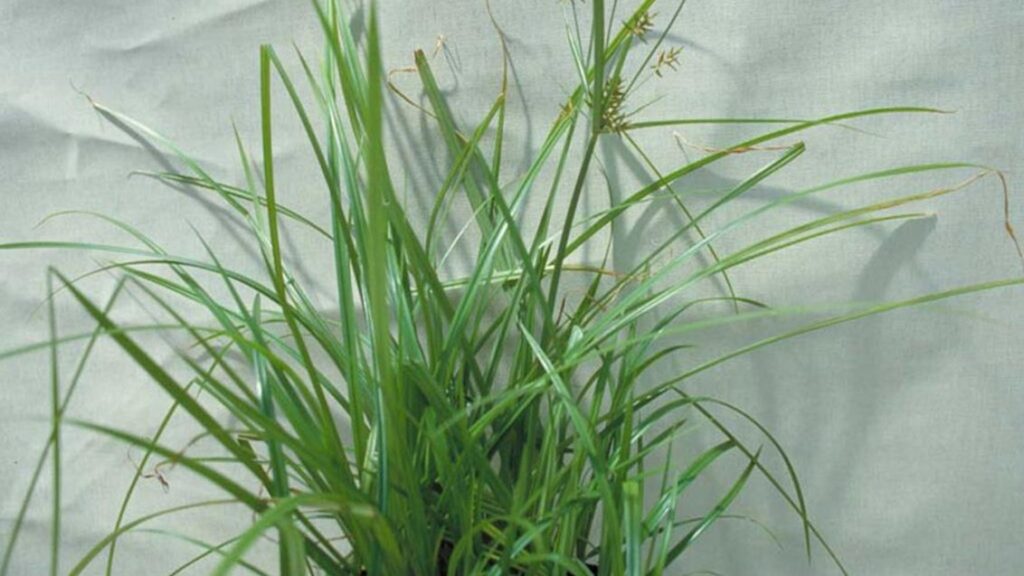 How to remove sedge