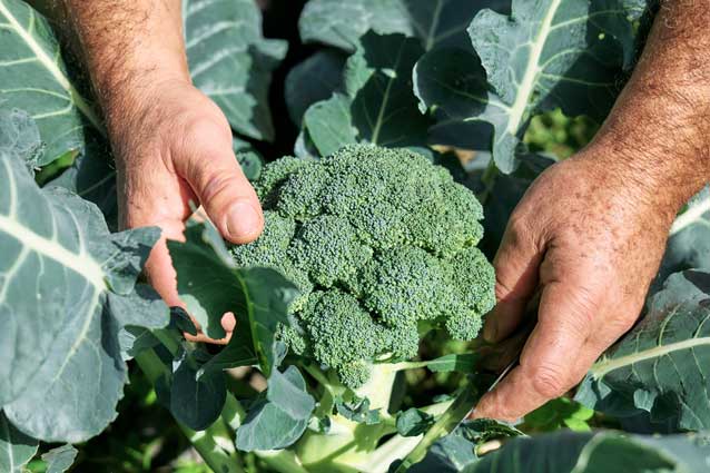 How and when to harvest broccoli.