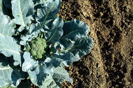 How and when to harvest broccoli.