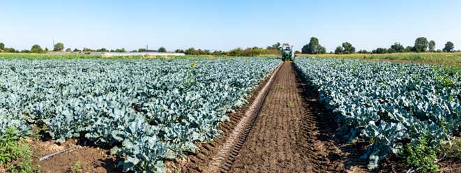 How and when to harvest broccoli.