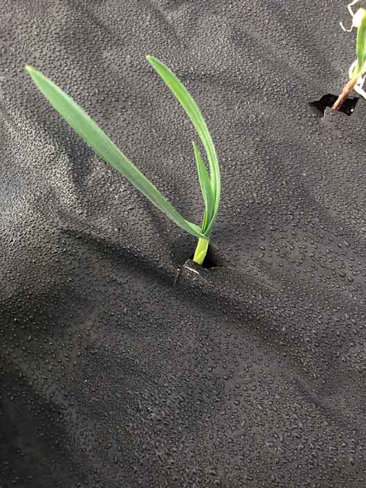 Planting garlic