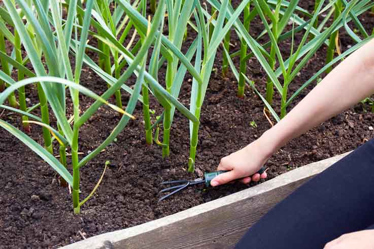 plant garlic