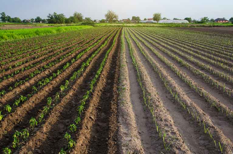 plant peppers