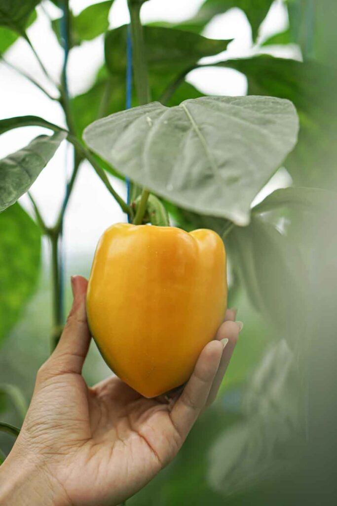 plant peppers