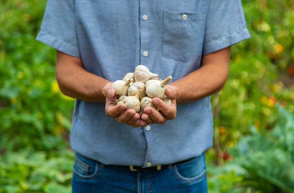 plant garlic