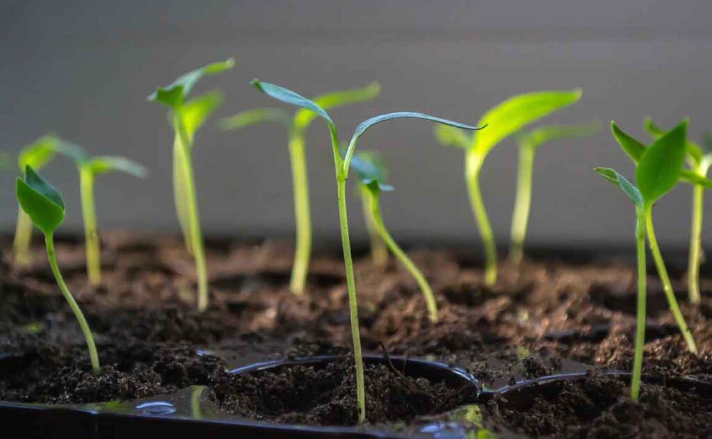 plant peppers