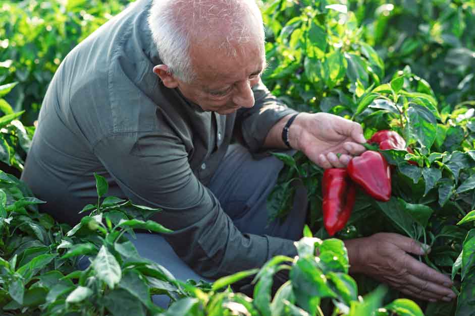 plant peppers