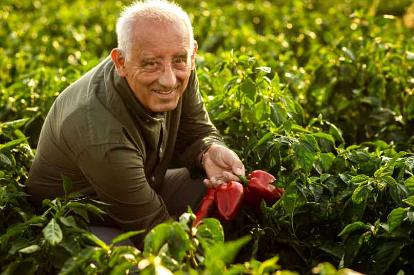 plant peppers