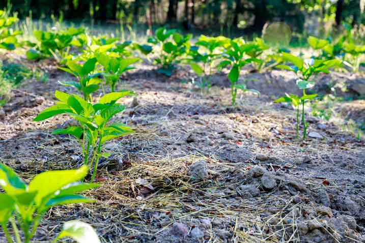 plant peppers