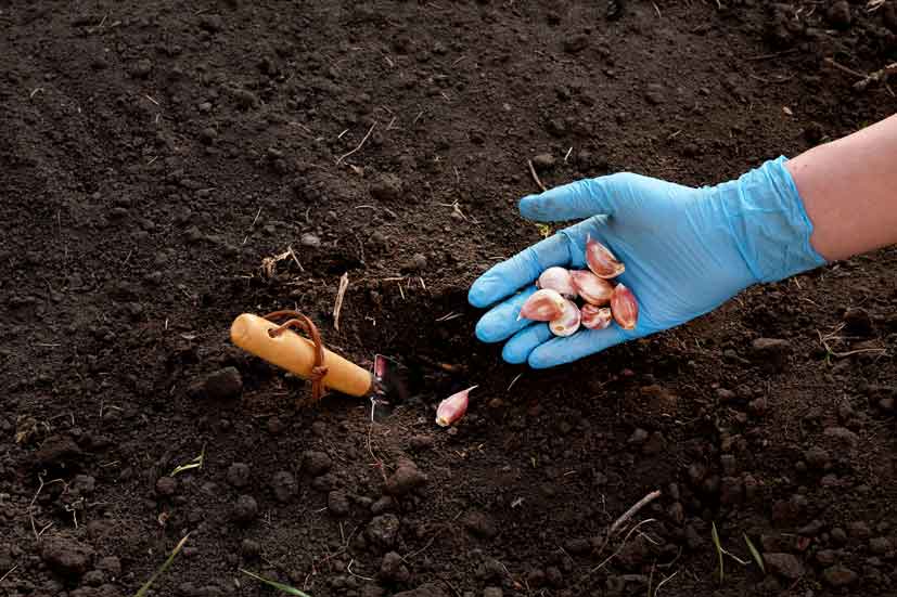 plant garlic