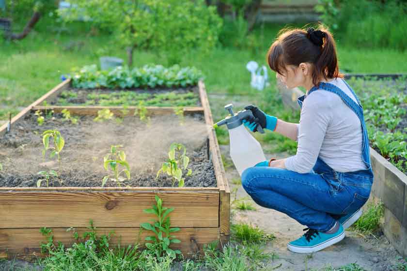 plant peppers