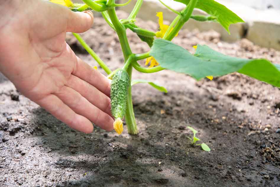 plantar calabacines