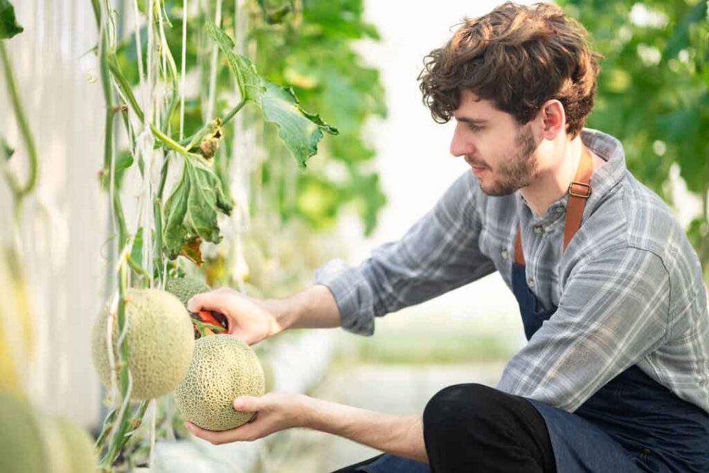 plant melons