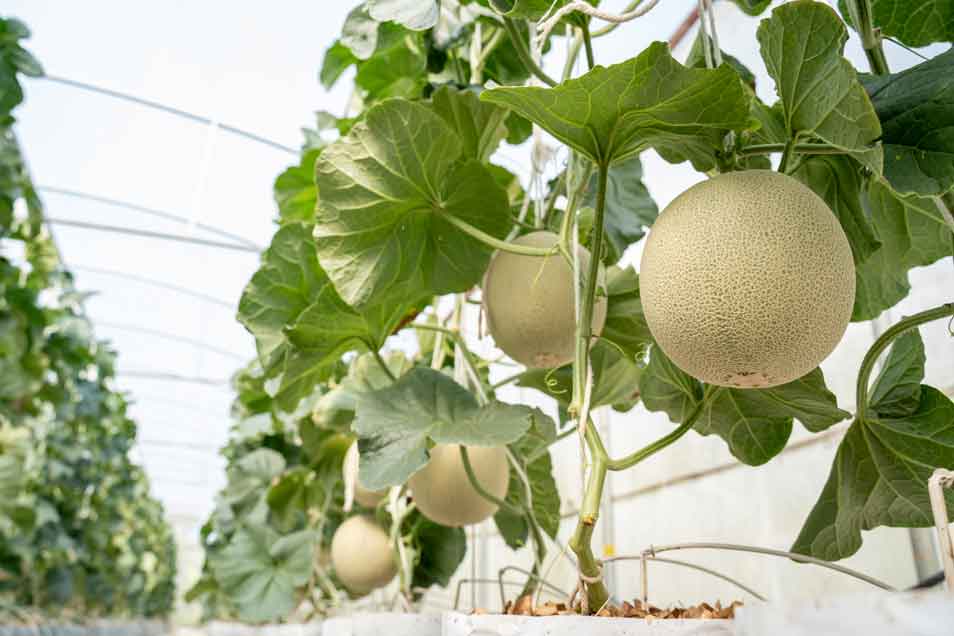 plant melons