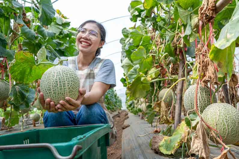 plantar melones