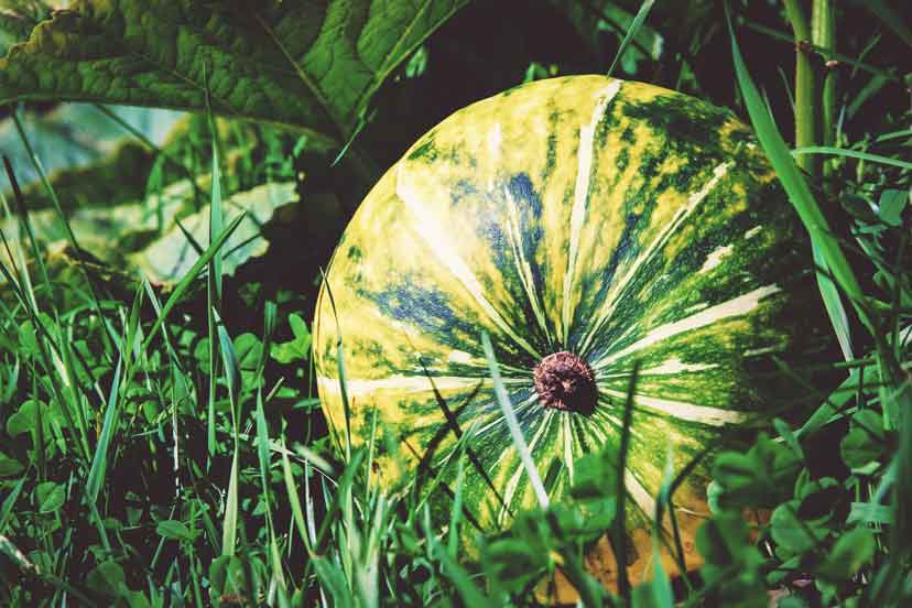 cómo plantar calabazas