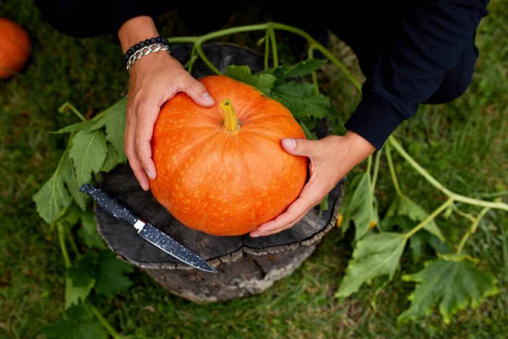 cómo plantar calabazas