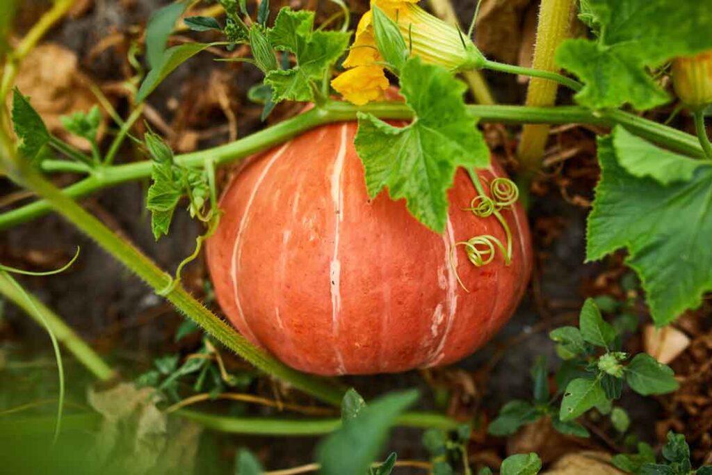 cómo plantar calabazas