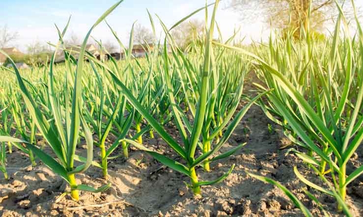 plant leeks