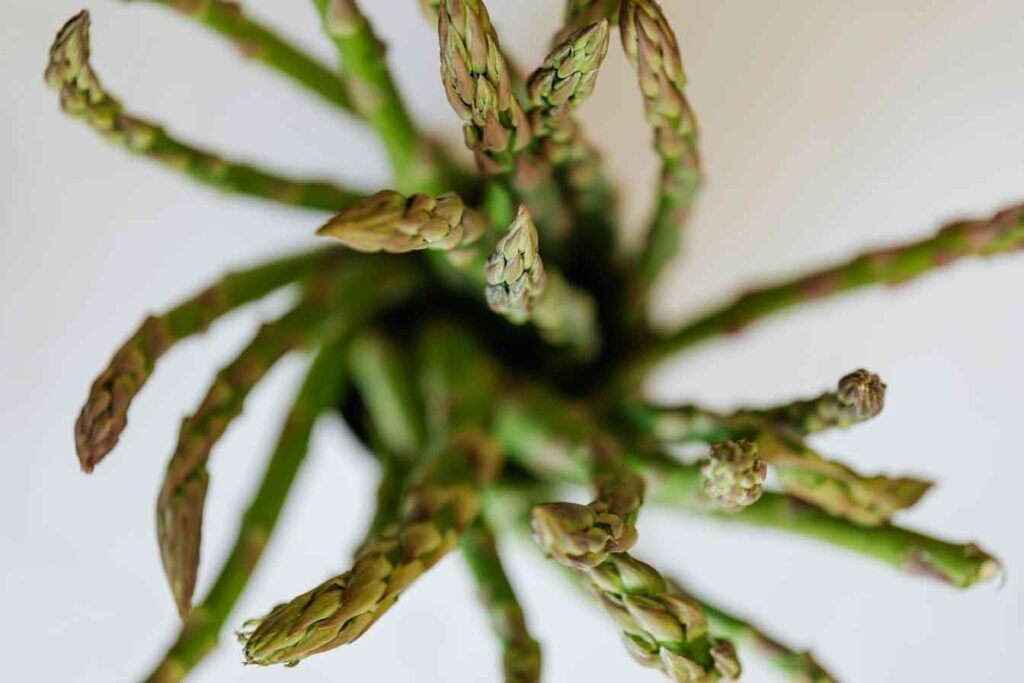 plantar espárragos
