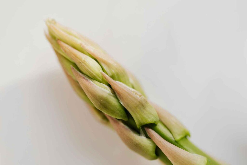 plantar espárragos