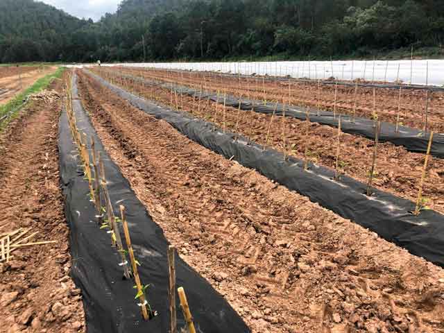 cultivar tomates