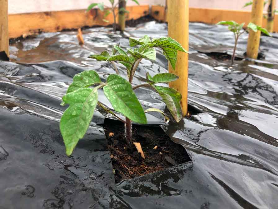 cultivar tomates