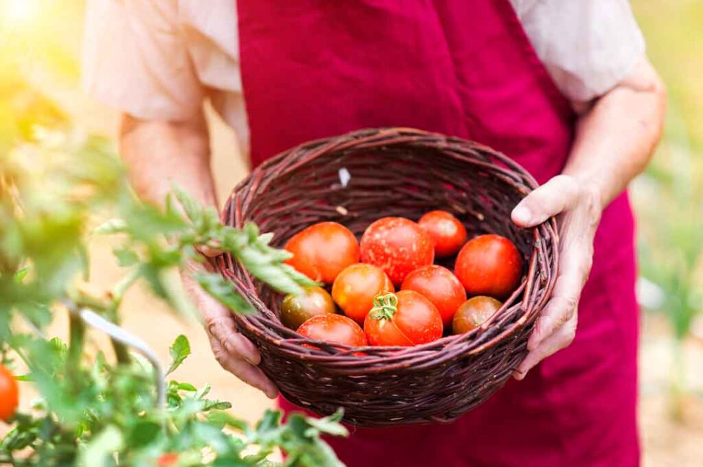 cultivar tomates