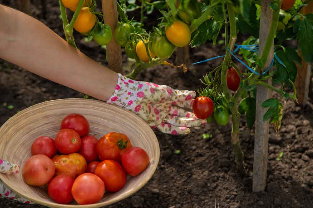 cultivar tomates