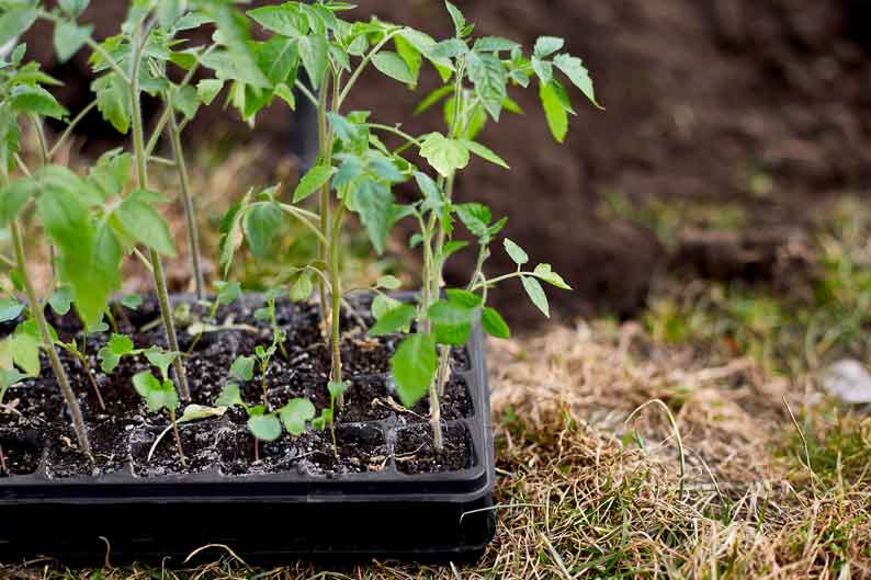 cultivar tomates