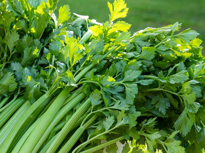 como cultivar apio