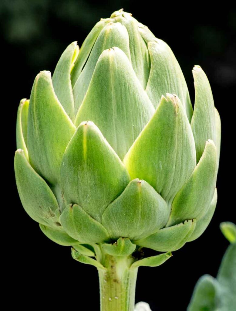 how to grow artichokes