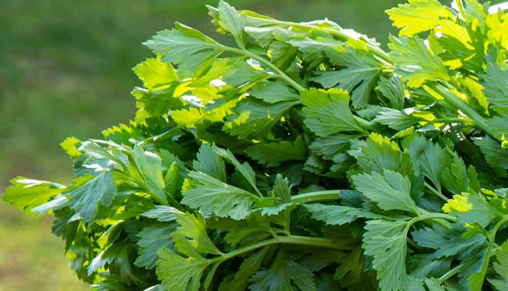 como cultivar apio