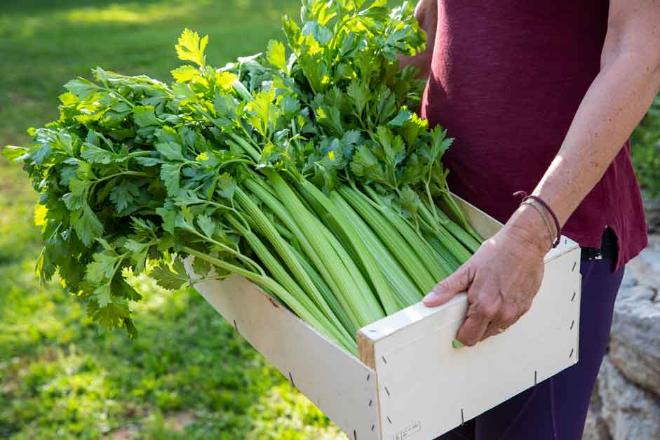 como cultivar apio