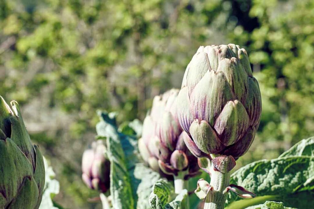 how to grow artichokes
