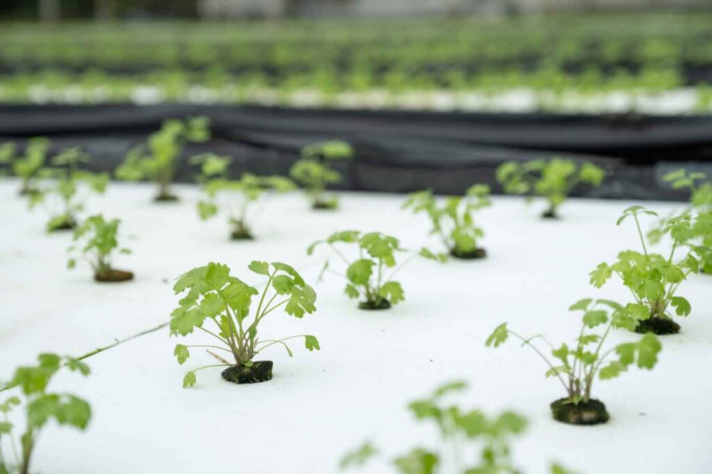 como cultivar apio