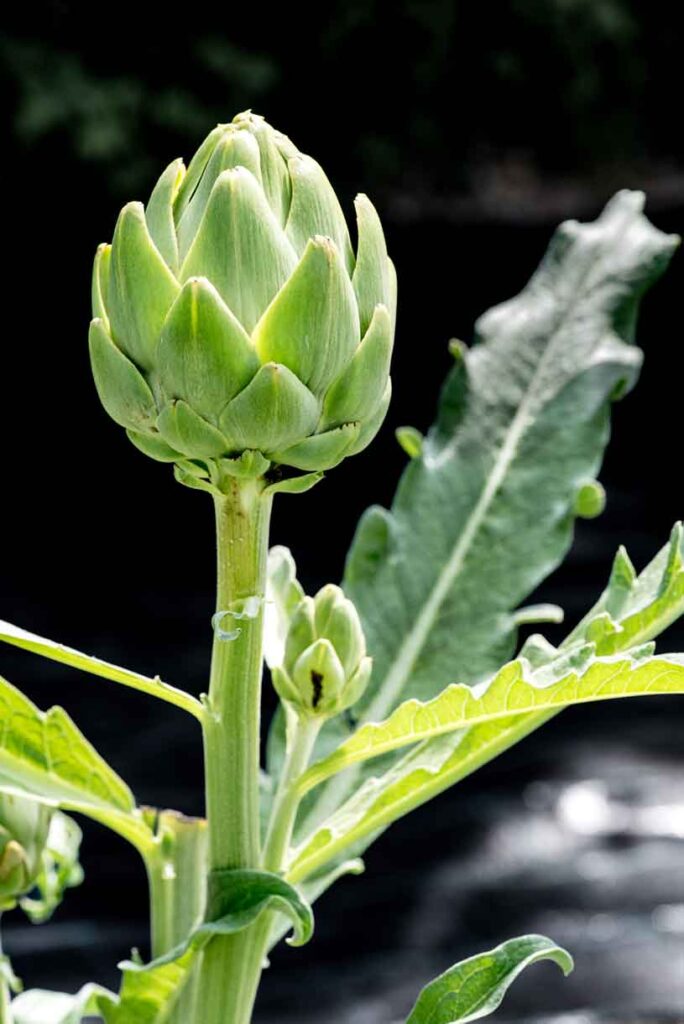 how to grow artichokes