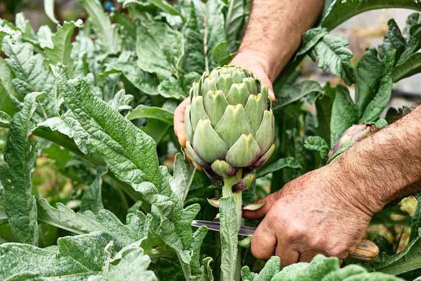 como cultivar alcachofas