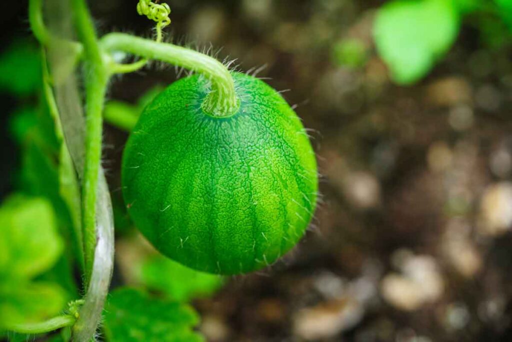 Cómo Cultivar Sandía