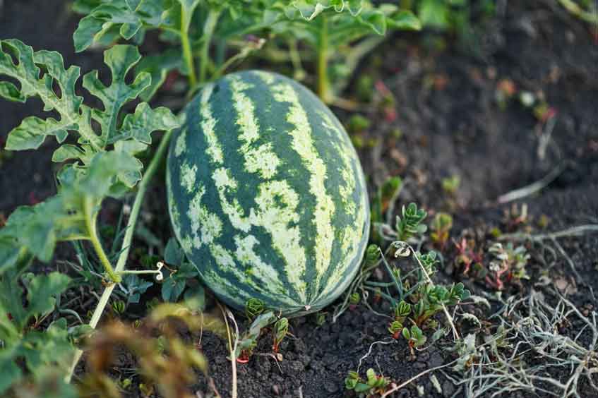 Cómo Cultivar Sandía
