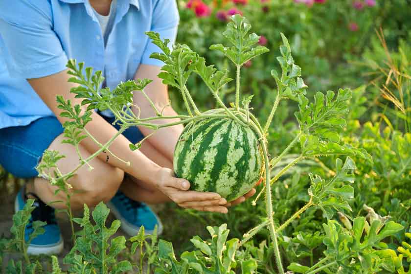 Cómo Cultivar Sandía