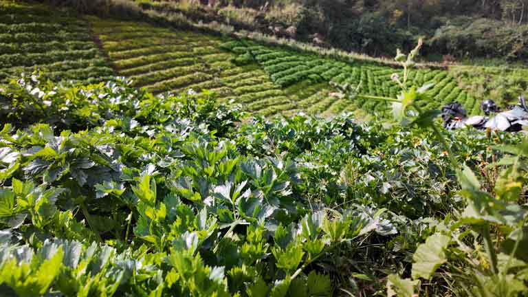 como cultivar apio