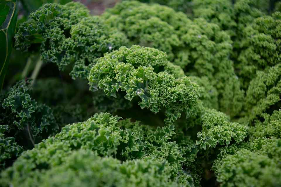 cultivar escarola