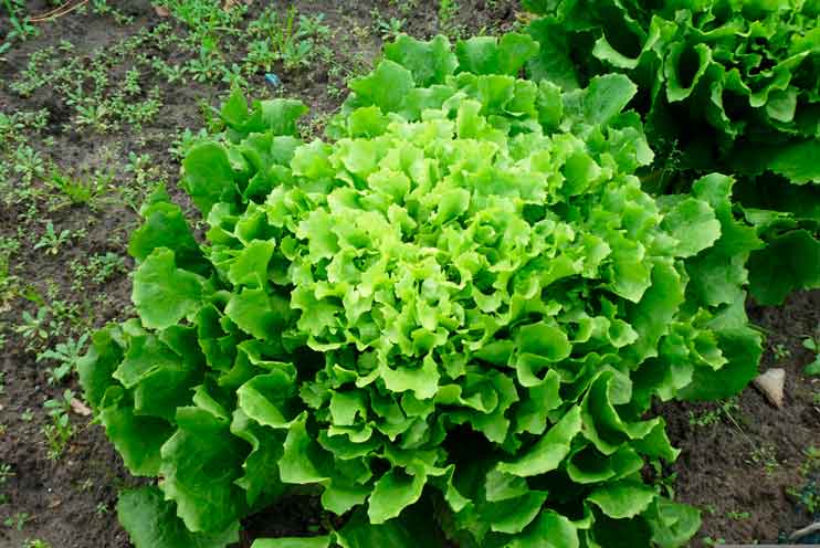 cultivar escarola