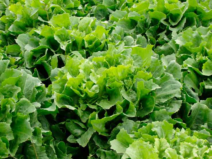 cultivar escarola