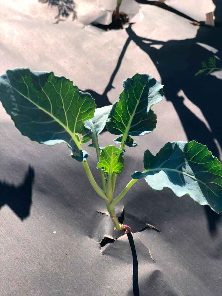Acolchado agrícola