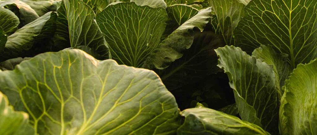 plant cabbages