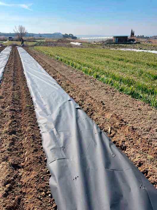Acolchado agrícola