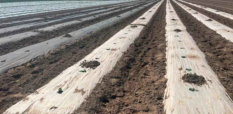 plant cabbages