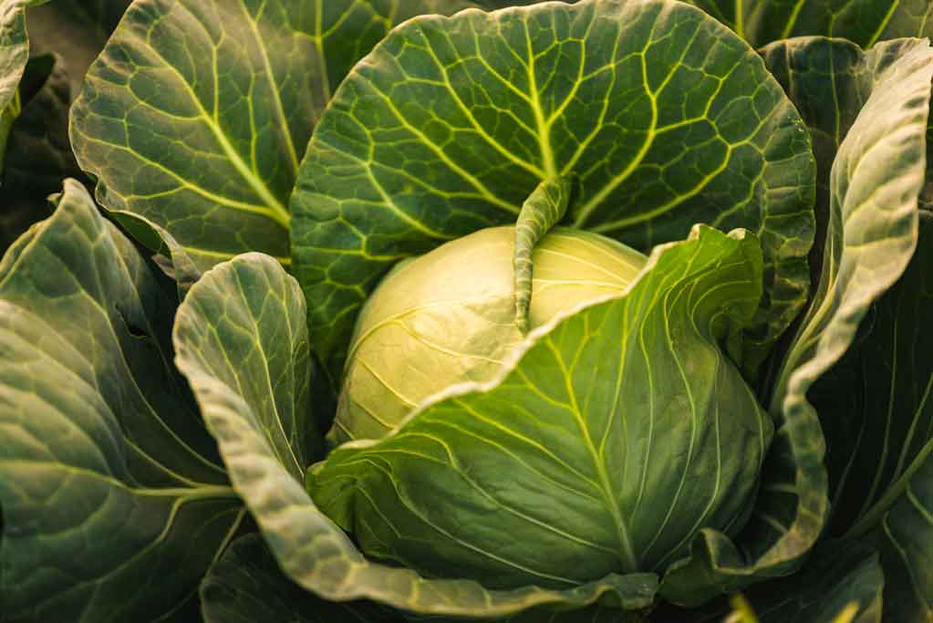 plant cabbages